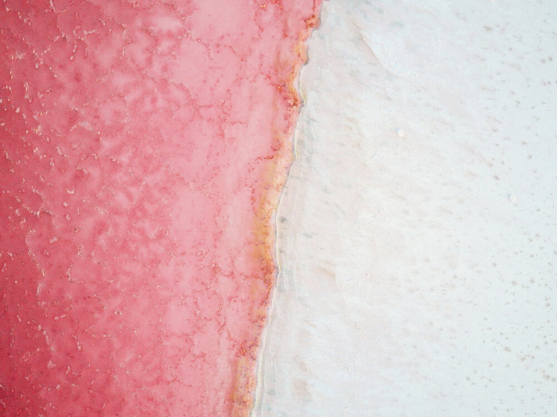 Salt Lake Pink / Womens